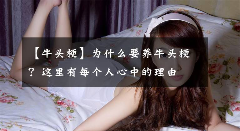 【牛头梗】为什么要养牛头梗？这里有每个人心中的理由