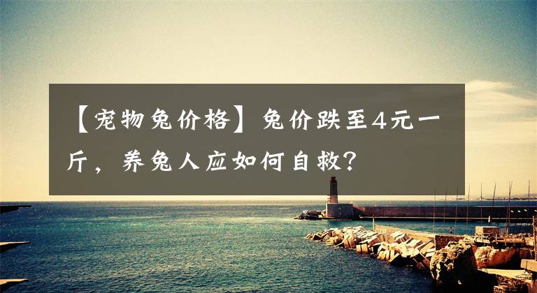 【宠物兔价格】兔价跌至4元一斤，养兔人应如何自救？