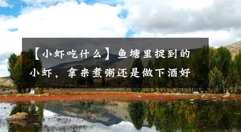 【小虾吃什么】鱼塘里捉到的小虾，拿来煮粥还是做下酒好菜？