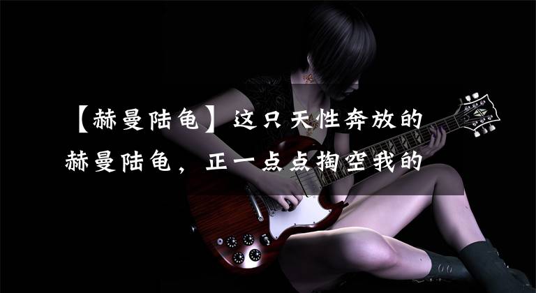 【赫曼陆龟】这只天性奔放的赫曼陆龟，正一点点掏空我的钱包