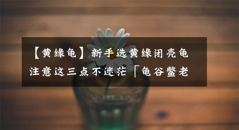 【黄缘龟】新手选黄缘闭壳龟注意这三点不迷茫「龟谷鳖老」