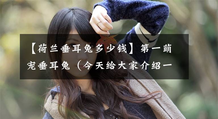 【荷兰垂耳兔多少钱】第一萌宠垂耳兔（今天给大家介绍一个可爱的小精灵）