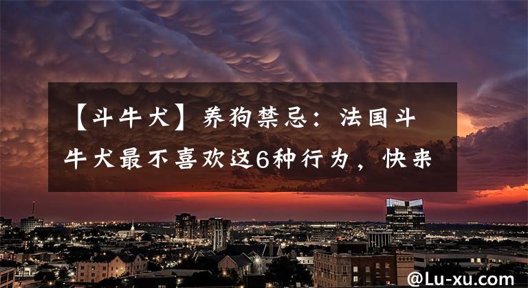 【斗牛犬】养狗禁忌：法国斗牛犬最不喜欢这6种行为，快来避雷
