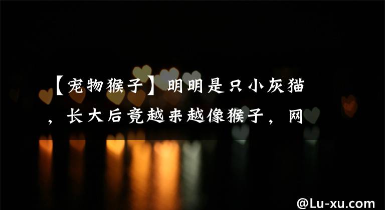 【宠物猴子】明明是只小灰猫,长大后竟越来越像猴子,网友怀疑被掉包