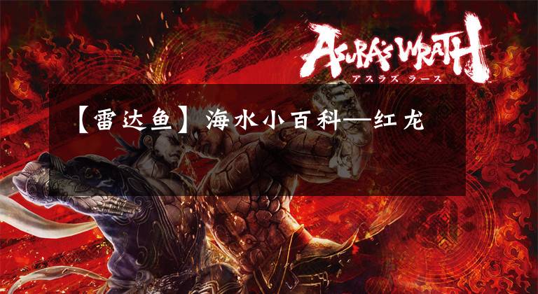 【雷达鱼】海水小百科—红龙