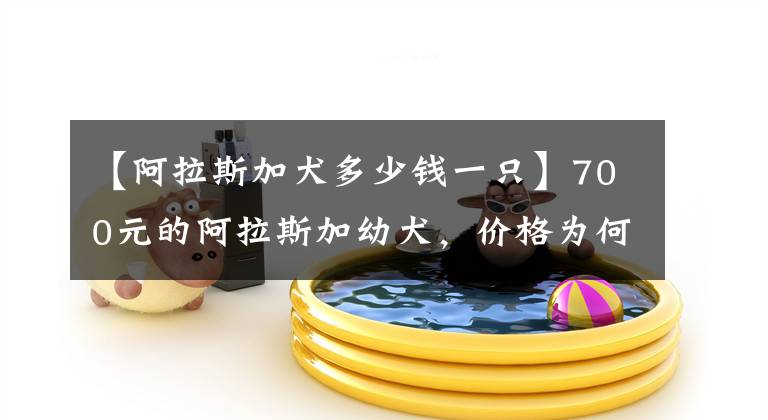 【阿拉斯加犬多少钱一只】700元的阿拉斯加幼犬，价格为何打动不了顾客的心呢？