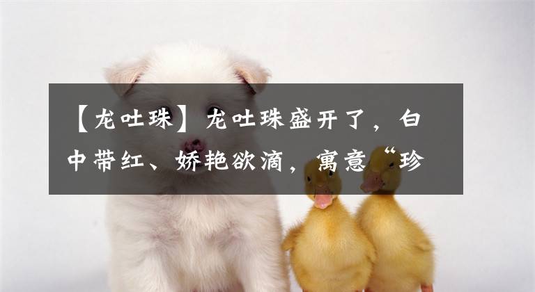 【龙吐珠】龙吐珠盛开了,白中带红、娇艳欲滴,寓意“珍贵纯洁、内心热诚”