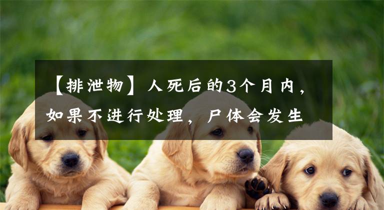 【排泄物】人死后的3个月内，如果不进行处理，尸体会发生哪些变化？