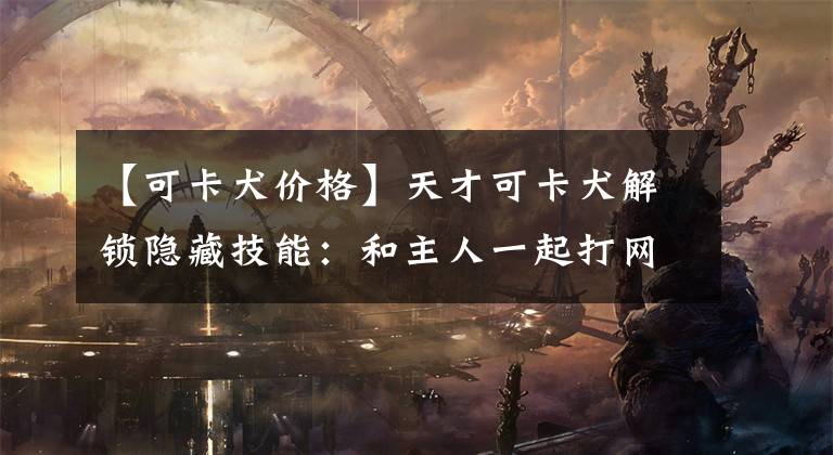 【可卡犬价格】天才可卡犬解锁隐藏技能:和主人一起打网球
