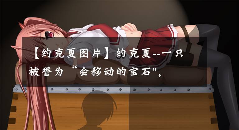 【约克夏图片】约克夏--一只被誉为“会移动的宝石",为什么饲养的人不多?