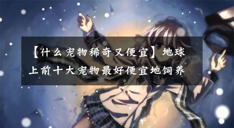 【什么宠物稀奇又便宜】地球上前十大宠物最好便宜地饲养。土猫有猫砂和食物就可以了