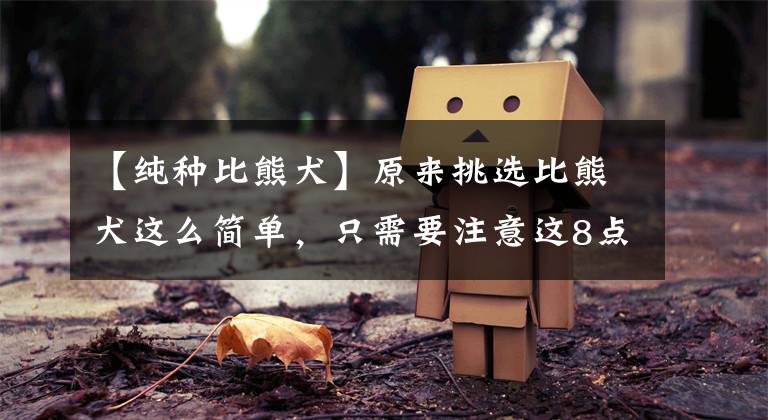 【纯种比熊犬】原来挑选比熊犬这么简单，只需要注意这8点，真假比熊一目了然