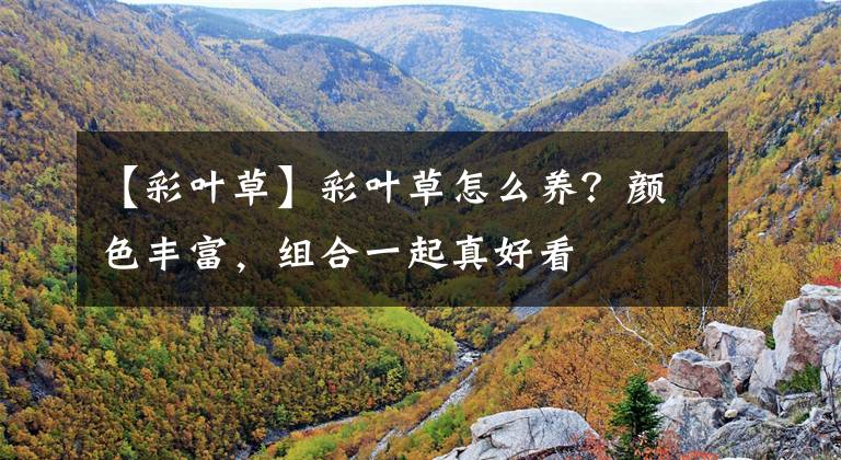 【彩叶草】彩叶草怎么养？颜色丰富，组合一起真好看