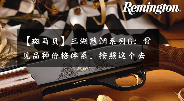 【斑马贝】三湖慈鲷系列6:常见品种价格体系,按照这个去买就对了