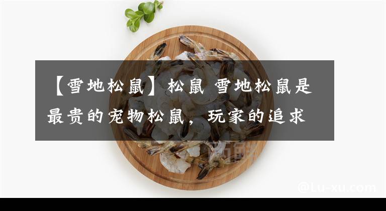 【雪地松鼠】松鼠 雪地松鼠是最贵的宠物松鼠,玩家的追求