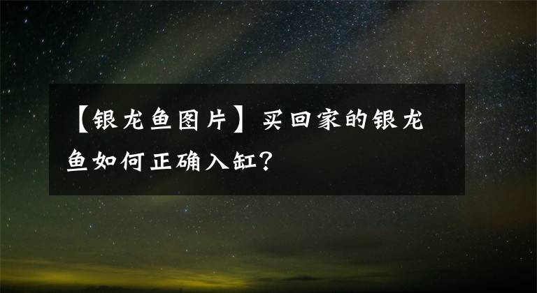 【银龙鱼图片】买回家的银龙鱼如何正确入缸？