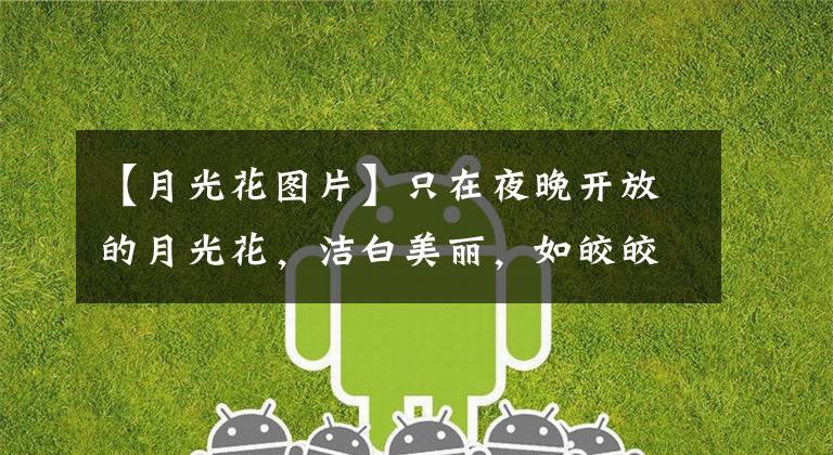 【月光花图片】只在夜晚开放的月光花,洁白美丽,如皎皎月轮