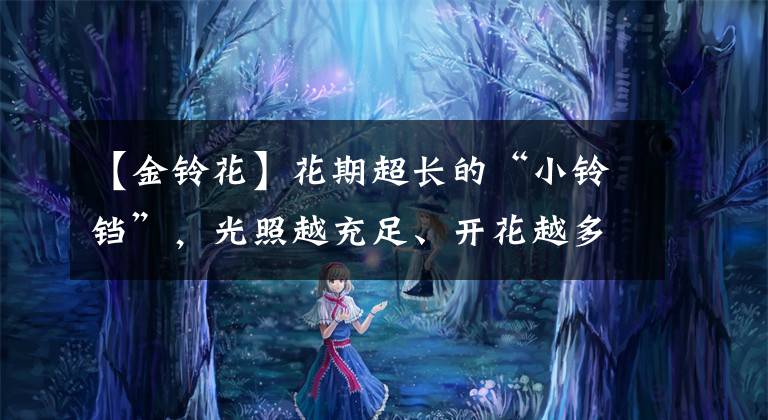 【金铃花】花期超长的“小铃铛”,光照越充足、开花越多,养一盆绝对不够