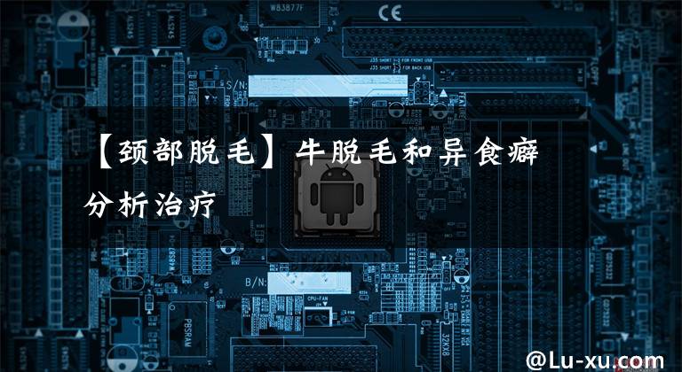 【颈部脱毛】牛脱毛和异食癖分析治疗