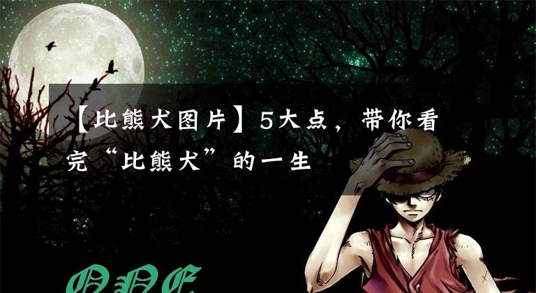 【比熊犬图片】5大点,带你看完“比熊犬”的一生