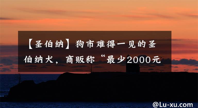 【圣伯纳】狗市难得一见的圣伯纳犬,商贩称“最少2000元,低了不卖!”