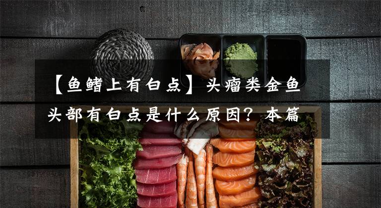 【鱼鳍上有白点】头瘤类金鱼头部有白点是什么原因？本篇进行详细分析