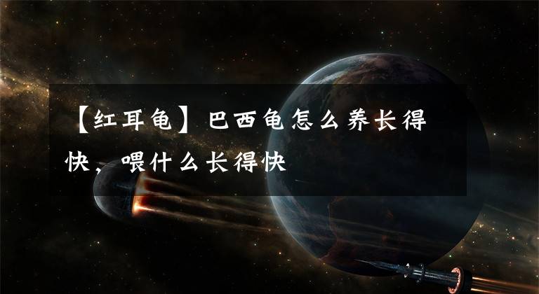 【红耳龟】巴西龟怎么养长得快,喂什么长得快