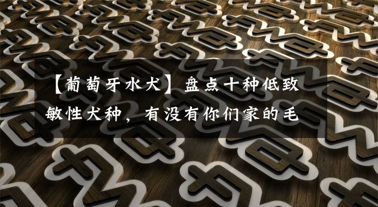 【葡萄牙水犬】盘点十种低致敏性犬种，有没有你们家的毛孩子呢？