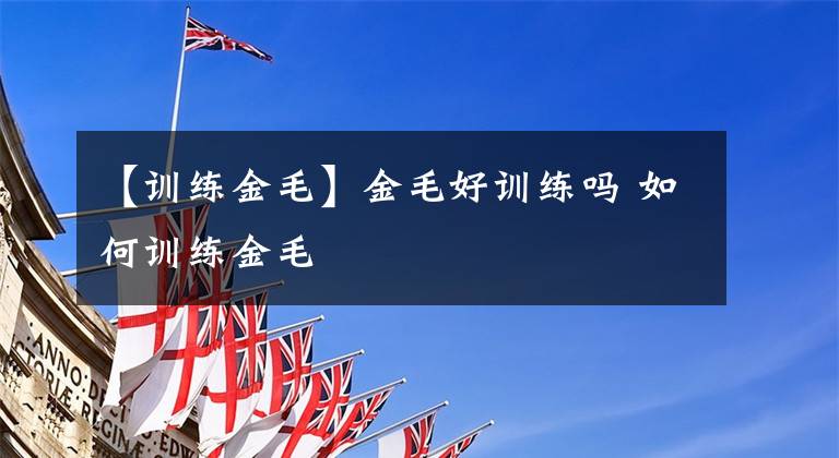 【训练金毛】金毛好训练吗 如何训练金毛