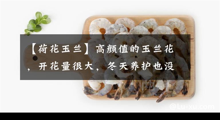 【荷花玉兰】高颜值的玉兰花,开花量很大,冬天养护也没压力