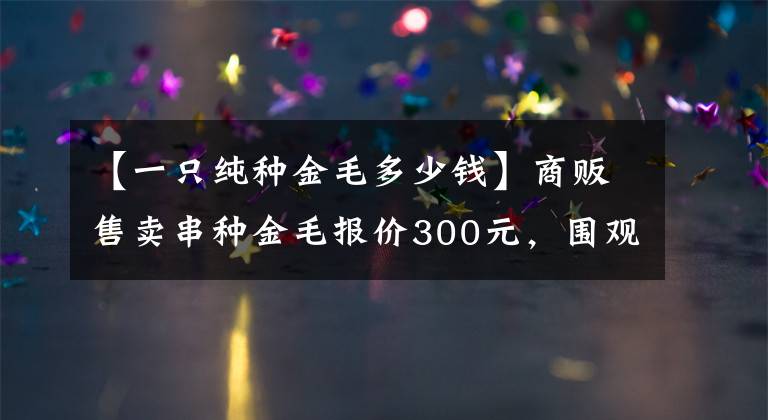 【一只纯种金毛多少钱】商贩售卖串种金毛报价300元，围观者众多却无人购买！
