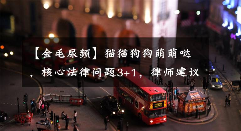 【金毛尿频】猫猫狗狗萌萌哒，核心法律问题3+1，律师建议养宠前三思
