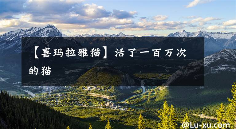 【喜玛拉雅猫】活了一百万次的猫