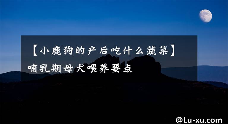 【小鹿狗的产后吃什么蔬菜】哺乳期母犬喂养要点