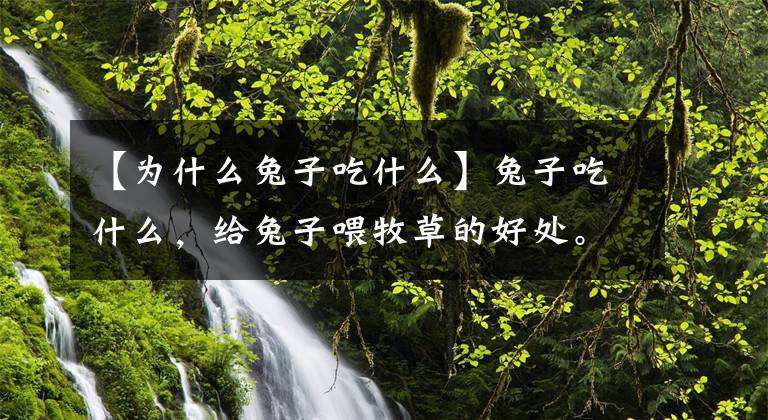 【为什么兔子吃什么】兔子吃什么，给兔子喂牧草的好处。