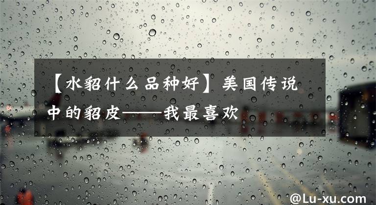 【水貂什么品种好】美国传说中的貂皮——我最喜欢