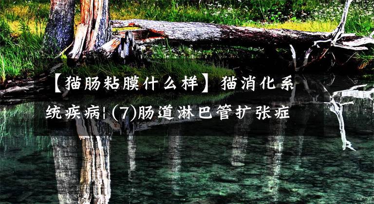 【猫肠粘膜什么样】猫消化系统疾病| (7)肠道淋巴管扩张症