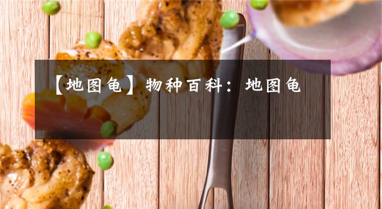 【地图龟】物种百科:地图龟