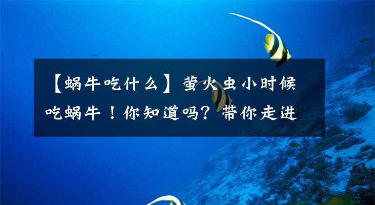【蜗牛吃什么】萤火虫小时候吃蜗牛!你知道吗?带你走进神奇的生物世界