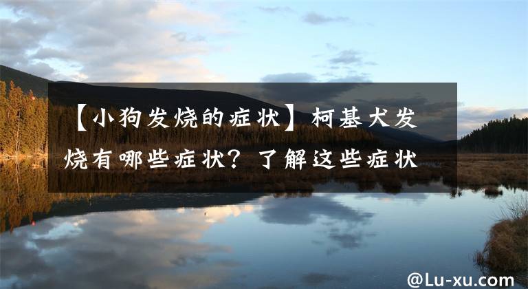 【小狗发烧的症状】柯基犬发烧有哪些症状？了解这些症状，不再手忙脚乱