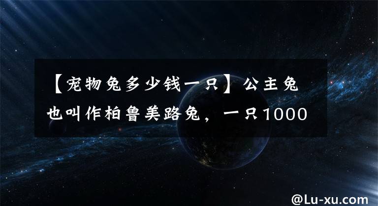 【宠物兔多少钱一只】公主兔也叫作柏鲁美路兔,一只1000块(最好养的兔子