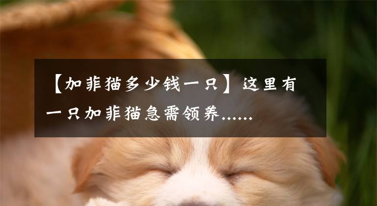 【加菲猫多少钱一只】这里有一只加菲猫急需领养......