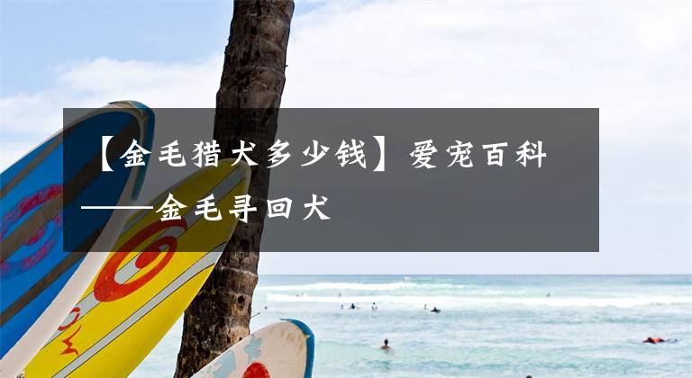 【金毛猎犬多少钱】爱宠百科——金毛寻回犬