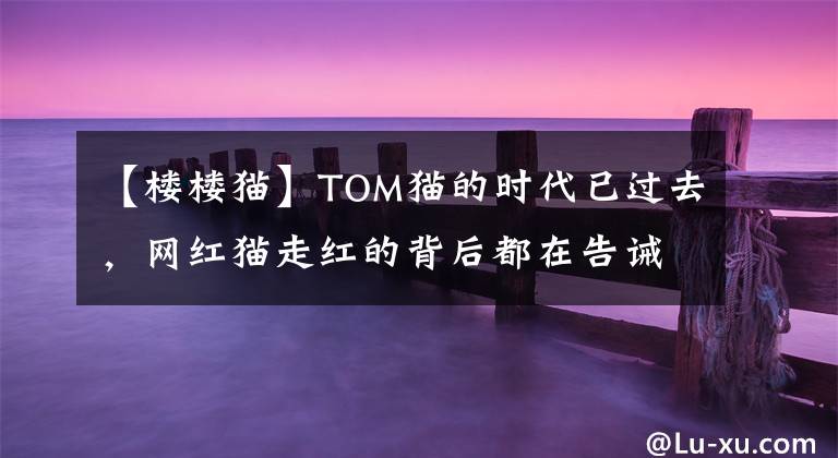 【楼楼猫】TOM猫的时代已过去，网红猫走红的背后都在告诫你不如云养猫