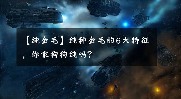 【纯金毛】纯种金毛的6大特征，你家狗狗纯吗？