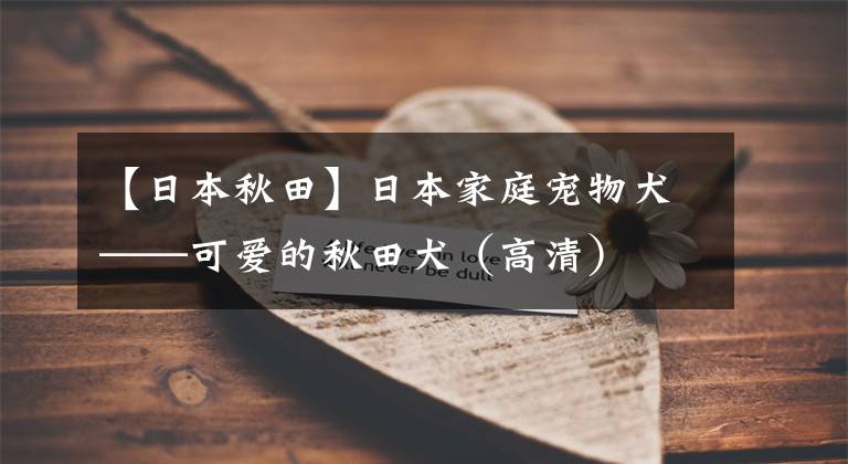 【日本秋田】日本家庭宠物犬——可爱的秋田犬(高清)