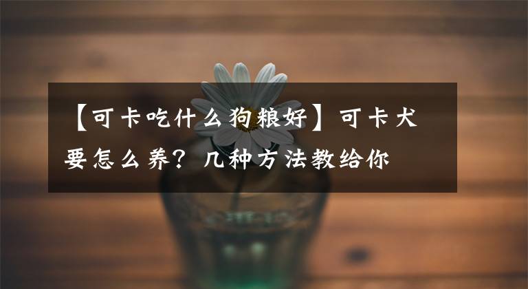 【可卡吃什么狗粮好】可卡犬要怎么养？几种方法教给你