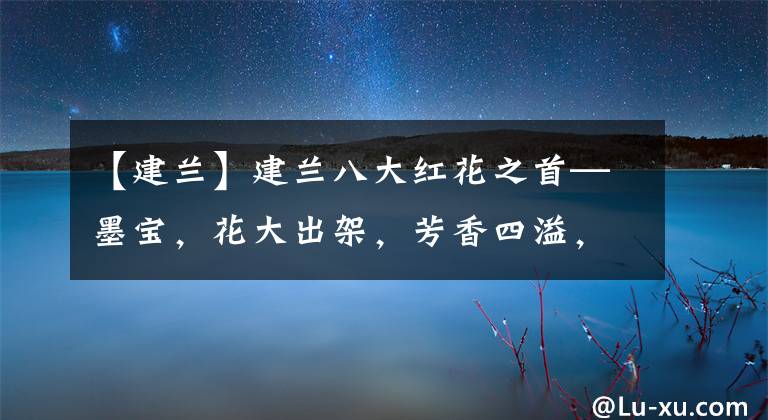 【建兰】建兰八大红花之首—墨宝，花大出架，芳香四溢，养10盆都不嫌多