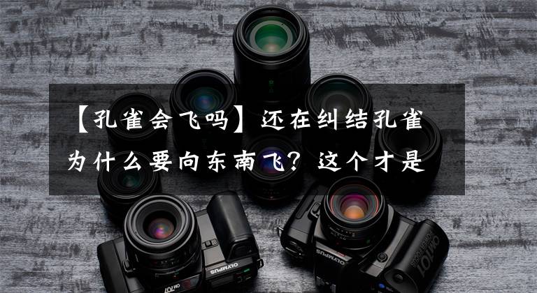 【孔雀会飞吗】还在纠结孔雀为什么要向东南飞？这个才是最好的回答