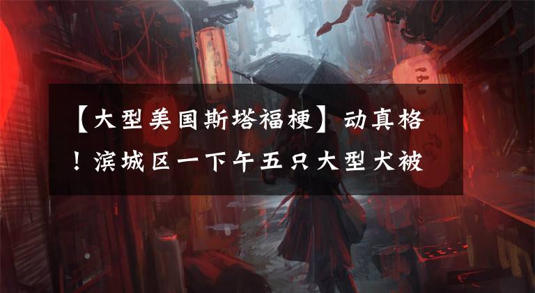 【大型美国斯塔福梗】动真格！滨城区一下午五只大型犬被暂时没收